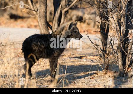 Porträt eines gefleckten Hyänen-Welpen, Crocuta crocuta. Okavango Delta, Botswana. Stockfoto