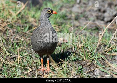 Porträt eines Rotschnabelhuhns, Pternistis adspersus. Okavango Delta, Botswana. Stockfoto