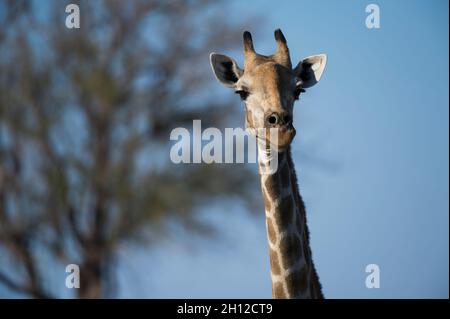 Porträt einer weiblichen südlichen Giraffe, Giraffa camelopardalis giraffa, beim Blick auf die Kamera. Okavango Delta, Botswana. Stockfoto