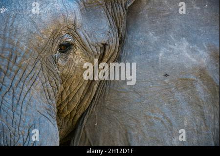 Nahaufnahme eines afrikanischen Elefanten, Loxodonta africana, mit einer Biene am Ohr. Okavango Delta, Botswana. Stockfoto