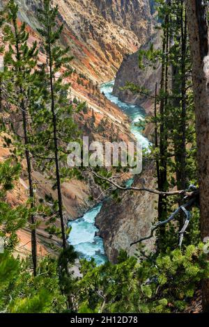 Der Yellowstone River fließt durch den Grand Canyon des Yellowstone Nationalparks, Wyoming Stockfoto