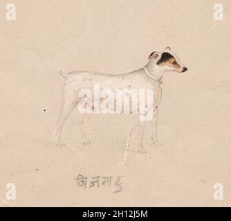 Hund, 1800. Indien, Unternehmen, Schule, 19. Farbe auf Papier; gesamt: 16,8 x 21,1 cm (6 5/8 x 8 5/16 in.). Stockfoto