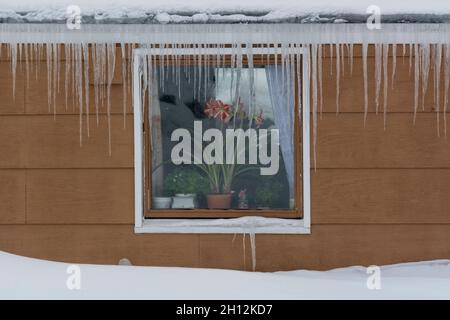 Eiszapfen, die an den Dachrinnen eines Hauses hängen. Eine Amaryllis blüht im Fenster. Ilulissat, Grönland. Stockfoto