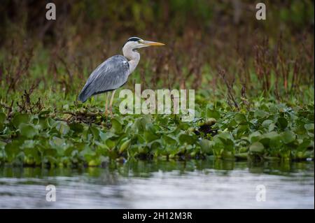 Porträt eines Graureiher, Ardea cinerea, an einem Seeufer. Kenia, Afrika. Stockfoto