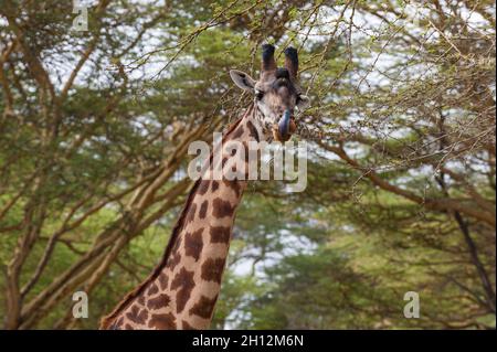 Eine männliche Rothschild-Giraffe, Giraffa camelopardalis rothschildi. Kenia, Afrika. Stockfoto