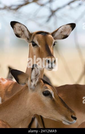 Ein Paar Impala, Aepyceros melampus, im Lake Nakuru National Park. Lake Nakuru National Park, Kenia, Afrika. Stockfoto