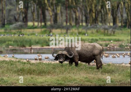 Ein alter Kapbüffel, Syncerus Caffer, im Lake Nakuru National Park. Lake Nakuru National Park, Kenia, Afrika. Stockfoto