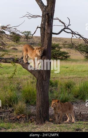 Zwei Löwenjungen, Panthera leo, einer klettert auf einen Baum, der andere steht. Masai Mara National Reserve, Kenia, Afrika. Stockfoto