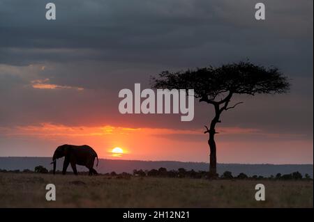 Silhouette eines afrikanischen Elefanten, Loxodonta africana, Wandern bei Sonnenuntergang. Masai Mara National Reserve, Kenia, Afrika. Stockfoto