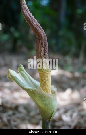 Amorphallus paeoniifolius Blume (Suweg, Porang, Elefantenfuß-Yam, Weißtopf-Riesenarum) mit einem natürlichen Hintergrund Stockfoto