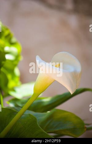 Nahaufnahme einer Blume einer weißen Calla-Lilie auf der Zantedeschia aethiopica-Pflanze, Bild mit Kopierraum im Hintergrund Stockfoto