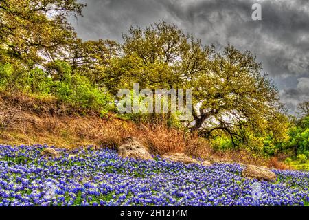 Texas bluebonnets am Lake Travis in Austin, Texas Stockfoto