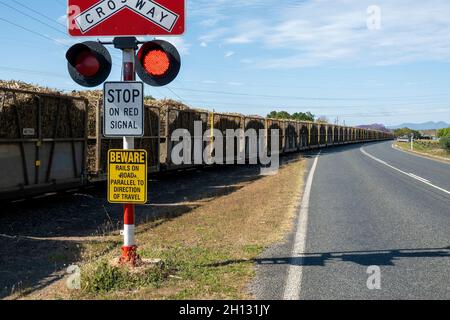 Voll geerntete Zuckerrohrbehälter an einem Bahnübergang, als sie zur Mühle zum Zerkleinern transportiert werden Stockfoto