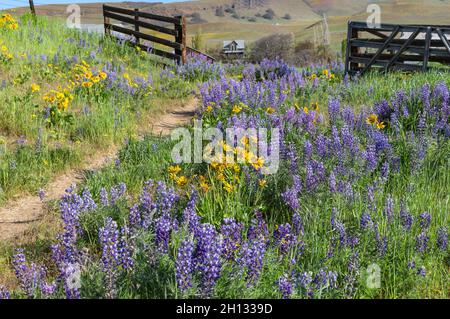 WA19660-00...WASHINGTON - Lupine und Balsamroot blühen auf einer offenen Wiese auf der historischen Dalles Mountain Ranch, Columbia Hills State Park. Stockfoto