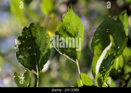 Blattläuse beschädigt Blatt durch Schädlinge und Krankheiten. Die Aphidoidea-Kolonie schädigt die Bäume im Garten, indem sie Blätter frisst. Gefährliche Pest von Kulturpflanzen essen Gemüsesaft. Stockfoto