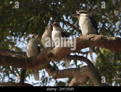 Eine Familie von vier lachenden Kookaburras (Dacelo novaeguineae) an einem Baum in NSW, Australien Stockfoto