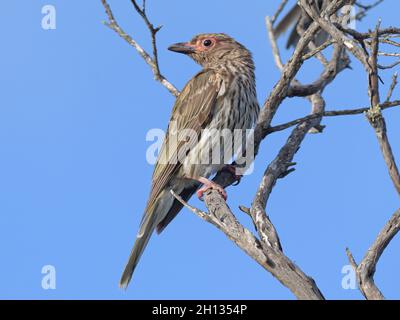 Jungtier Australasian Figbird (Sphecotheres vieeilloti) - das junge Männchen beginnt, die markante rote Haut um das Auge zu entwickeln Stockfoto