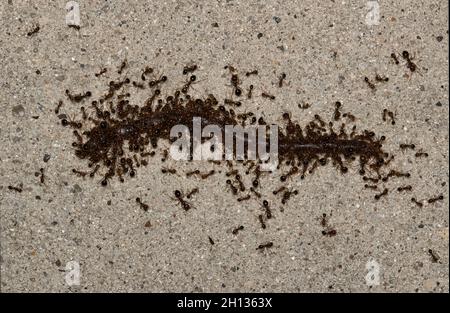 Rote importierte Feuerameisen (Solenopsis invicta) schwärmen während der Nachtstunden in Houston, TX, auf einem Regenwurm auf dem Bürgersteig. Stockfoto