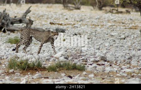 Geparden im Etosha Nationalpark Namibia jagen und essen Antilopen Stockfoto