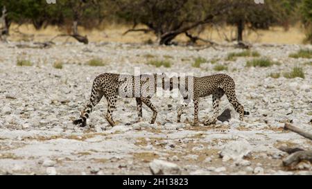 Geparden im Etosha Nationalpark Namibia jagen und essen Antilopen Stockfoto