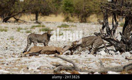 Geparden im Etosha Nationalpark Namibia jagen und essen Antilopen Stockfoto