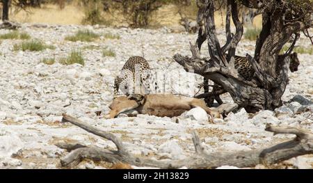 Geparden im Etosha Nationalpark Namibia jagen und essen Antilopen Stockfoto