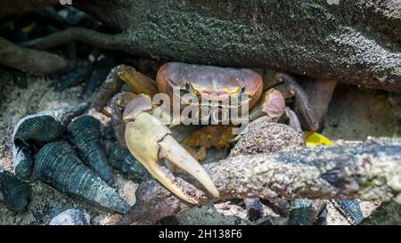 Lebende Krabben, die sich zwischen Felsen auf den Seychellen verstecken Stockfoto