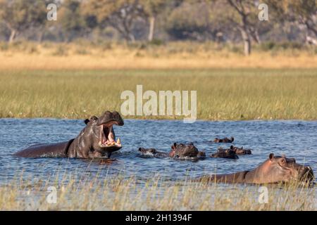 Gewöhnlicher Nilpferd oder Nilpferd (Hippopotamus amphibius), der Aggression zeigt. Okavango-Delta. Botswana Stockfoto