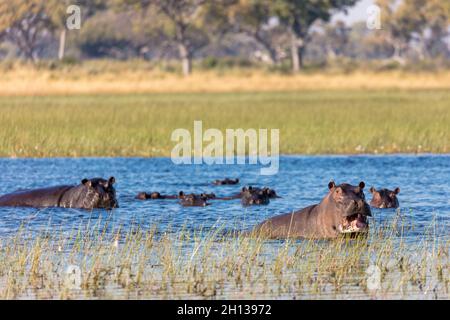 Gewöhnlicher Nilpferd oder Nilpferd (Hippopotamus amphibius), der Aggression zeigt. Okavango-Delta. Botswana Stockfoto