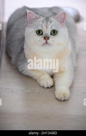 Eine junge weiße Katze sitzt bequem auf dem Boden des Hauses. Vorderansicht des Britischen Kurzhaares in silbernem Blauton liegend und rückblickend Stockfoto