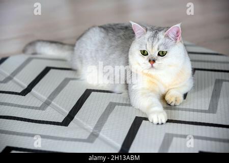 Eine junge weiße Katze sitzt bequem auf einer Gummimatte. Auf dem Boden des Hauses Draufsicht auf British Short Hair in silbernem Blauton liegend und si Stockfoto