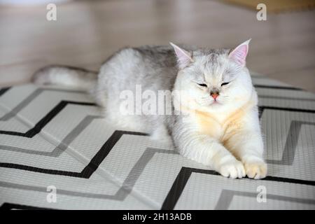 Junge weiße Katze sitzt bequem auf einer Gummimatte. Auf dem Boden des Hauses Vorderansicht von British Short Hair in silbernem Blauton liegend und ey Stockfoto