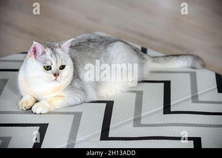 Eine junge weiße Katze sitzt bequem auf einer Gummimatte. Auf dem Boden des Hauses Draufsicht auf British Short Hair in silbernem Blauton liegend und si Stockfoto