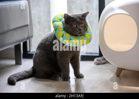 Junge schwarze Katze in sitzender Position mit einem Kragen am Hals, um die Katze am Lecken zu hindern, die blaue britische Kurzhaar Katze mit einem grünen Tuch hoo Stockfoto