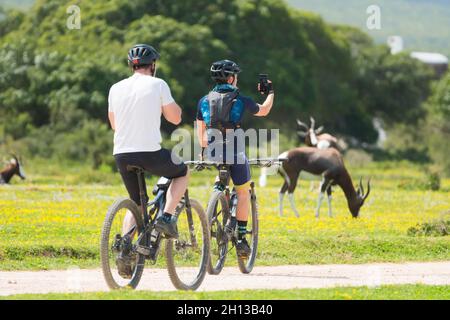 Zwei junge Radfahrer auf Mountainbikes, die durch die Tierwelt in einem Naturschutzgebiet im Western Cape, Südafrika, radeln, macht einer ein Selfie Stockfoto