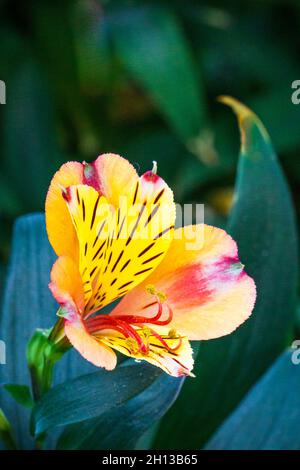 Leuchtend orangefarbene Alstroemeria Peruanische Lilien vor einem Bokeh-Hintergrund Stockfoto