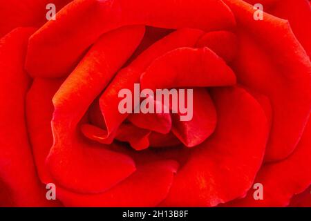 Schöne Nahaufnahme eines Rotes Stockfoto