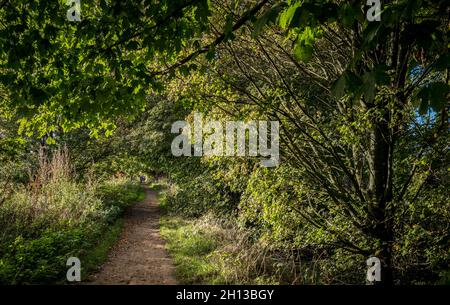 Menschen, die auf einem Reitweg durch einen typischen Wald aus Laubbäumen wandern. Stockfoto