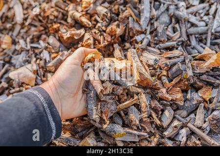 Hände von Menschen in Gartenhandschuhen zeigen die Qualität von Sägemehl, Holzmulch oder verrotteten organischen Abfällen auf Komposthaufen. Kompost für organische Abfälle für Bodenanreichern Stockfoto