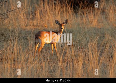 Weibliche Steenbok-Antilope (Raphicerus campestris) in natürlichem Lebensraum, Südafrika Stockfoto