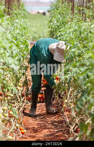 Afrikanische Landarbeiter Sammeln von Tomaten in einem Gewächshaus Stockfoto