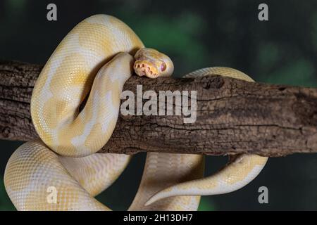 Eine Nahaufnahme einer königlichen Albino-Python rollte um einen alten Zweig Stockfoto