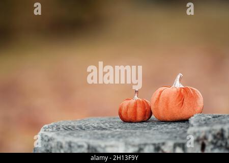 Orangefarbene Kürbisse im Gras bei den Blättern, Herbstfarben, september Stockfoto