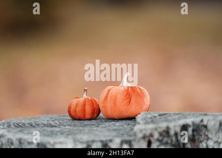 Orangefarbene Kürbisse im Gras bei den Blättern, Herbstfarben, september Stockfoto