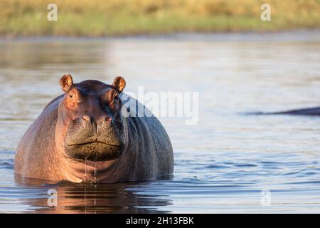 Gewöhnlicher Nilpferd oder Nilpferd (Hippopotamus amphibius), der Aggression zeigt. Okavango-Delta. Botswana Stockfoto