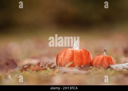 Orangefarbene Kürbisse im Gras bei den Blättern, Herbstfarben, september Stockfoto