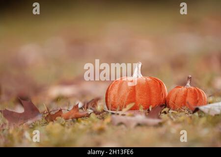 Orangefarbene Kürbisse im Gras bei den Blättern, Herbstfarben, september Stockfoto