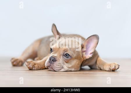 Junger französischer Bulldog-Welpe mit gesunder Nase im Liegen Stockfoto