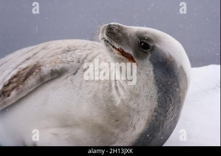 Eine Krabbenrobbe, Lobodon carcinophaga, die auf dem Eis ruht, Wilhelmina Bay, Antarktis. Antarktis. Stockfoto