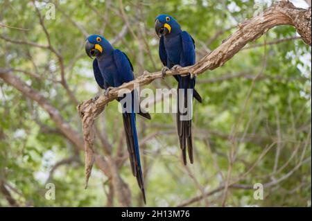 Zwei Hyazintharas, Anodorhynchus hyazinthus, die auf einem Ast stehen. Mato Grosso Do Sul, Brasilien. Stockfoto